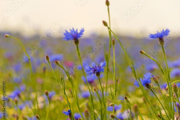 Fototapeta Field of wild blue flowers, chamomile and wild daisies in spring, in remote rural area