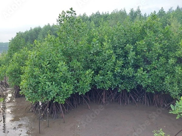 Obraz beautiful mangrove forest