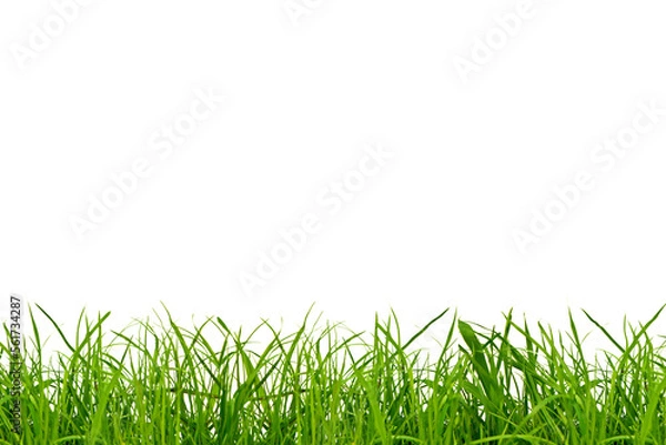 Obraz grass