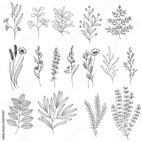 Fototapeta Set of hand drawn outline vector sketch illustrations of wild flowers and foliage
