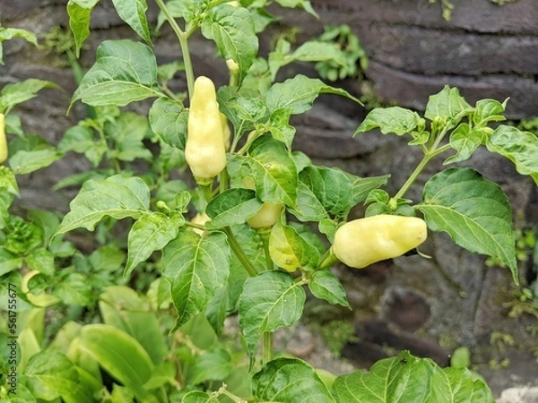 Obraz chilli plants in the garden