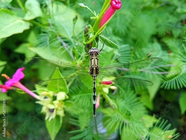 Obraz dragonfly on a flower