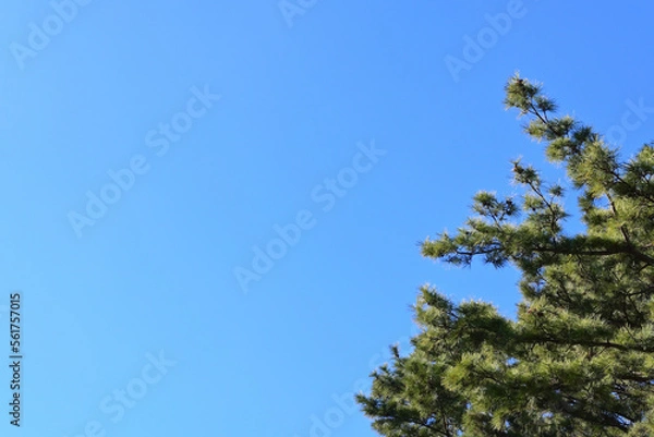 Fototapeta 松の木と青空