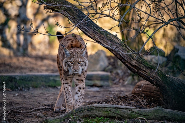 Fototapeta Endangered Eurasian lynx (Lynx lynx) walking in the forest in evening light, Carpathian mountains, Slovakia.
