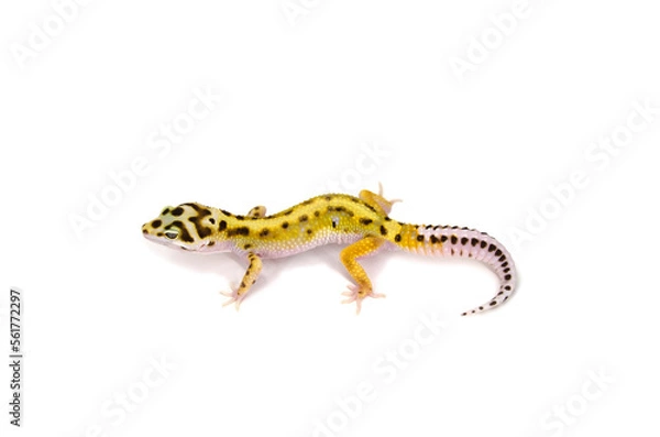 Fototapeta Leopard gecko white background