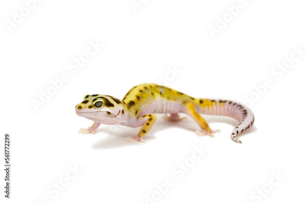 Fototapeta Leopard gecko white background