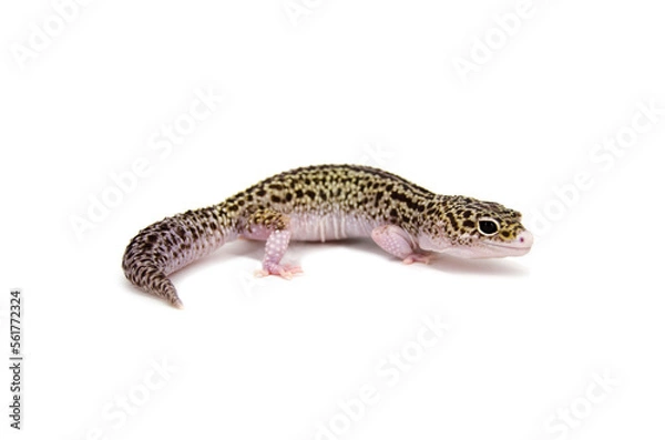 Fototapeta Leopard gecko white background