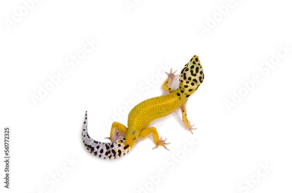 Fototapeta Leopard gecko white background