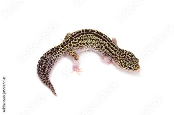 Fototapeta Leopard gecko white background