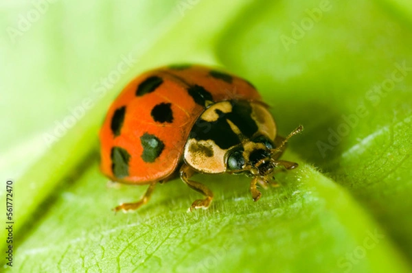 Fototapeta Close up of the Harlequin ladybird Harmonia axyridis in a garden in the UK