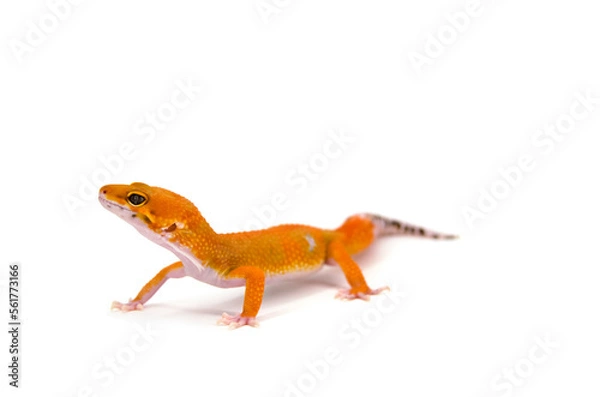 Fototapeta Leopard gecko white background
