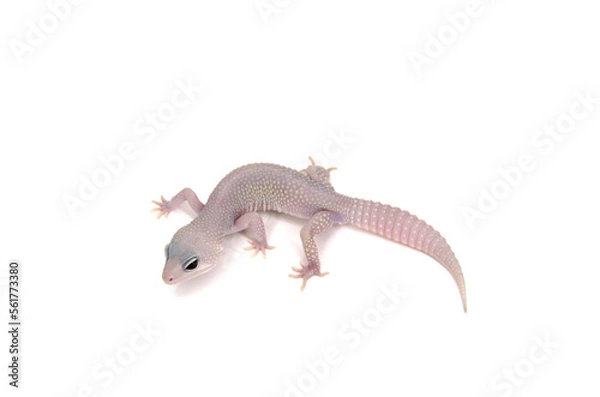 Fototapeta Leopard gecko white background
