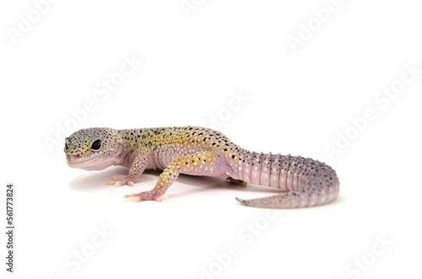 Fototapeta Leopard gecko white background
