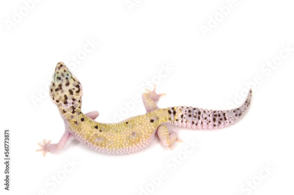 Fototapeta Leopard gecko white background
