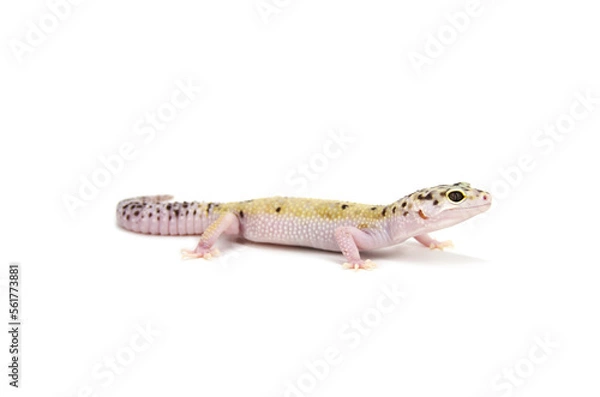 Fototapeta Leopard gecko white background
