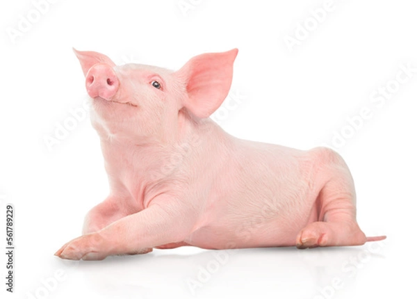 Obraz Small pink pig isolated on white background