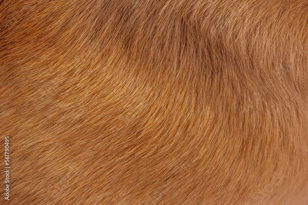 Fototapeta Brown dog fur texture abstract background