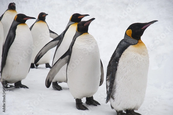Obraz 旭山動物園のペンギン