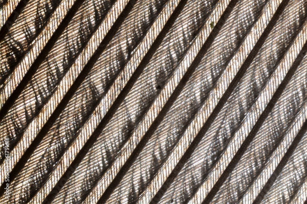 Fototapeta microscopic image of the patterns made by a pigeon feather