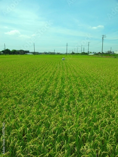 Fototapeta 近郊の豊作の田圃風景