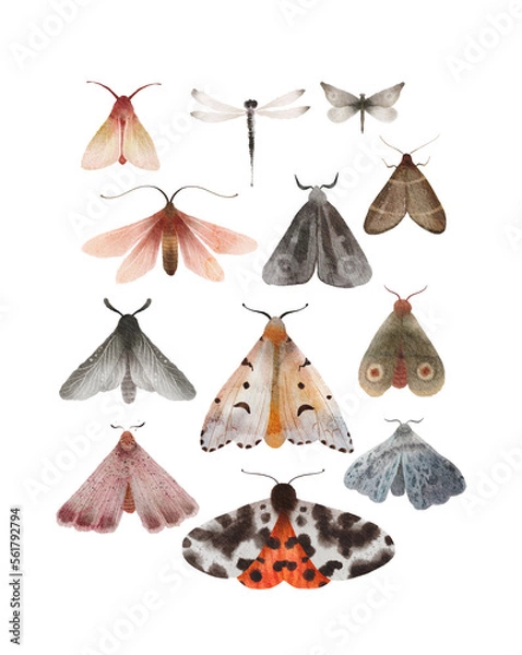 Obraz Moth and butterfly watercolor hand painted set of illustrations. Insects, moths - collection of isolated elements