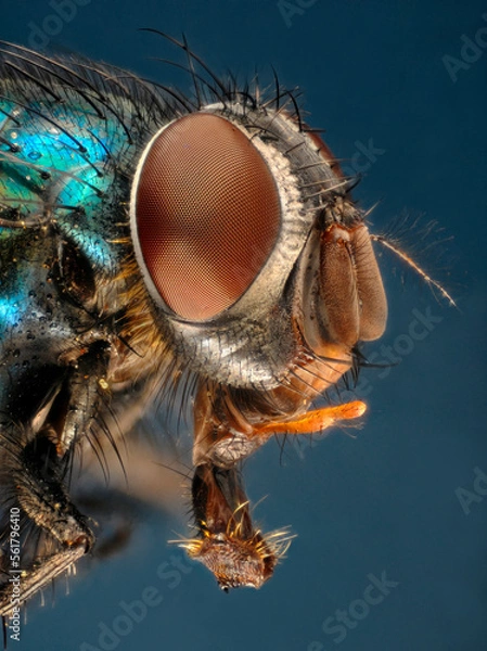 Fototapeta Extreme closeup of the head of a greenbottle (Lucilla sp) showing the extended mouthparts and structure of the compound eyes.