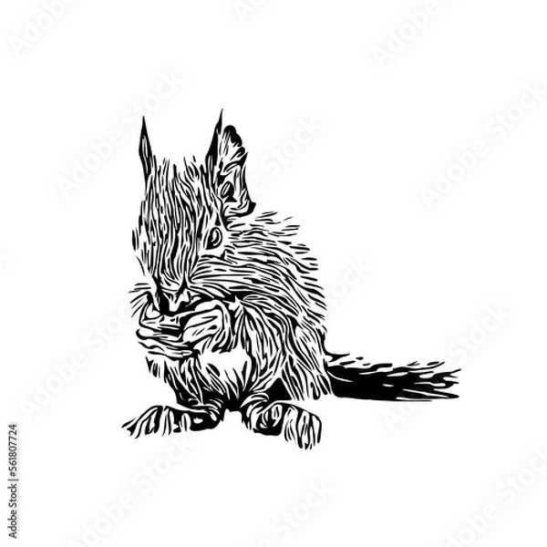 Obraz Squirrel black and white sketch with transparent background
