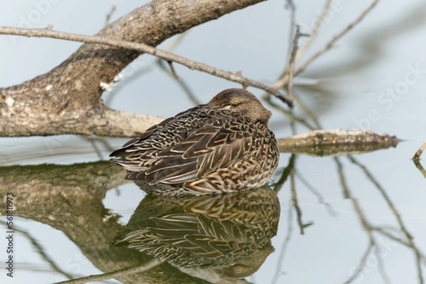Fototapeta 眠っているコガモの雌