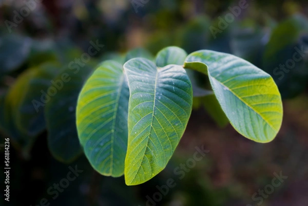 Obraz Textured, green leafs on a tree branch