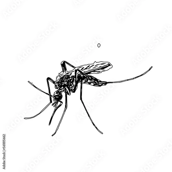 Obraz black and white sketch of a mosquito with a transparent background