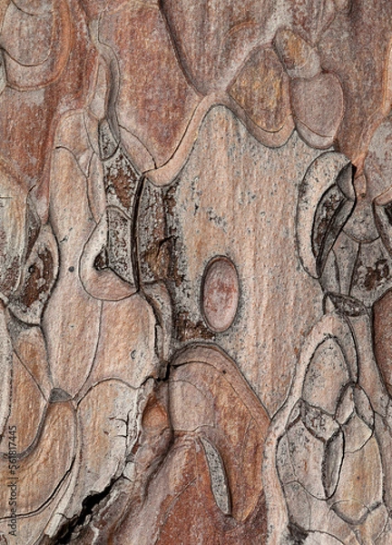 Obraz Wooden texture. Crimean pine-tree.