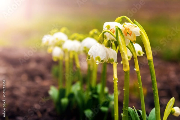 Fototapeta White snowdrops with raindrops in the forest in spring on a blurred background