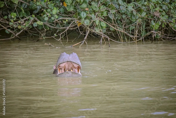 Obraz Hippo Safari