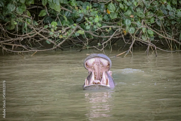 Obraz Hippo Safari