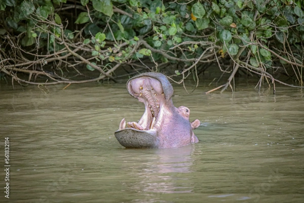 Obraz Hippo Safari