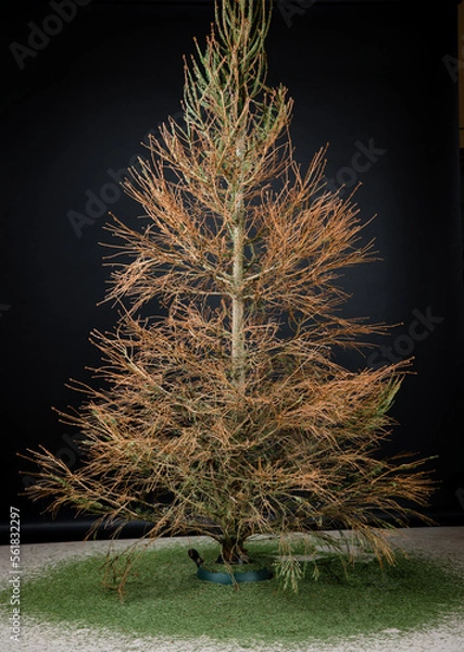 Obraz Used Christmas tree