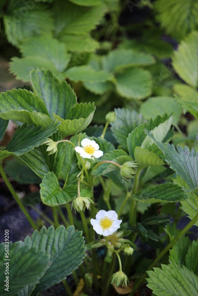 Obraz flower in the garden