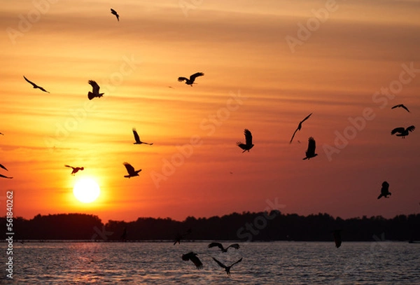 Obraz Silhouette bird with sunset background