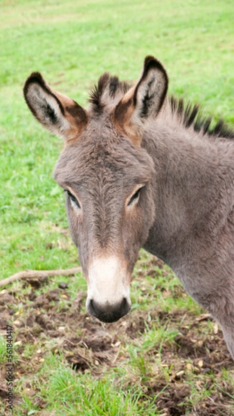 Obraz Cabeza de burro gris