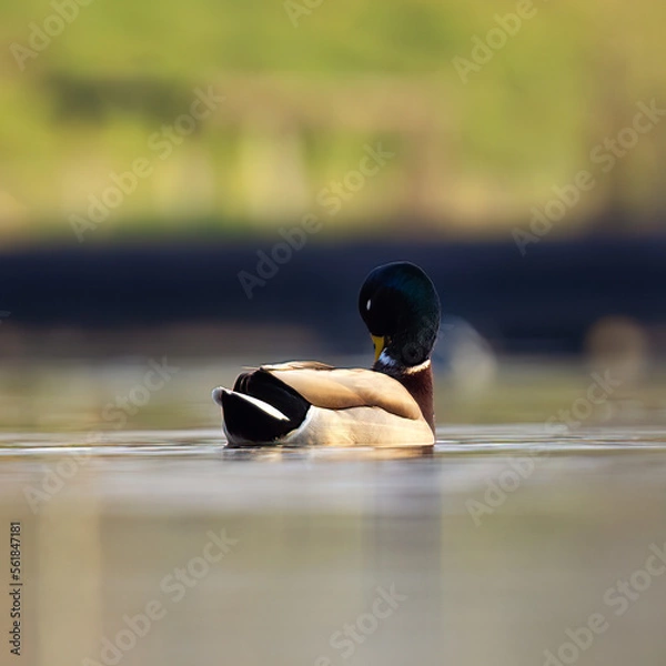 Obraz lonely duck