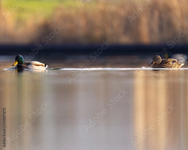Fototapeta ducks on the lake