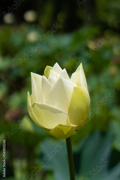 Obraz Blossom, white