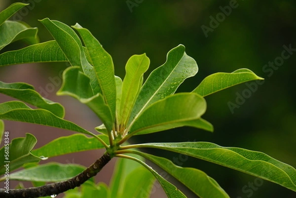 Fototapeta Leaf on the pool 2