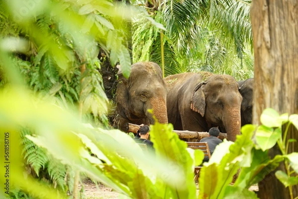 Fototapeta Elephant 8