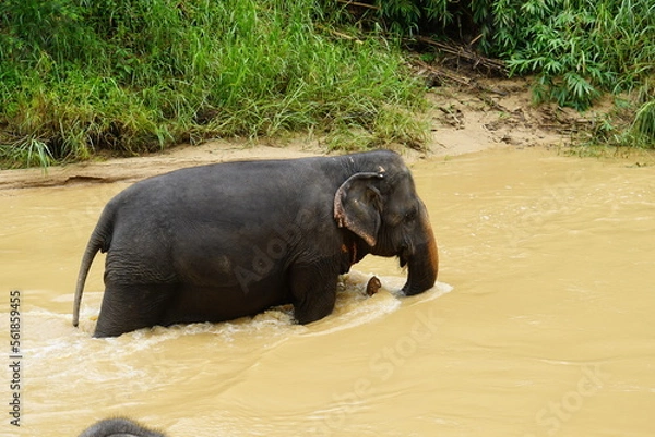 Fototapeta Elephant 3