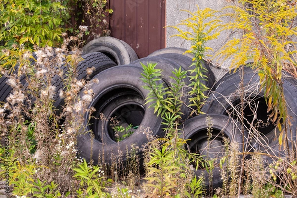 Fototapeta Old and worn tires in a heap among grasses and plants next to an abandoned building pollute the environment. Poison.