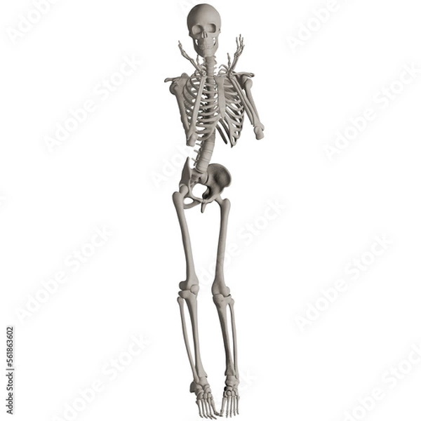 Fototapeta skeleton posing 3d render illustration with transparent background