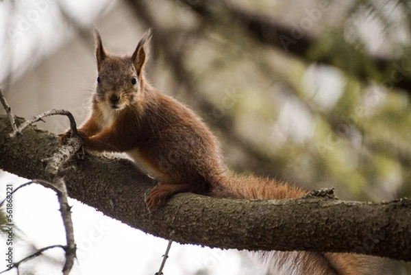 Obraz squirrel on a tree