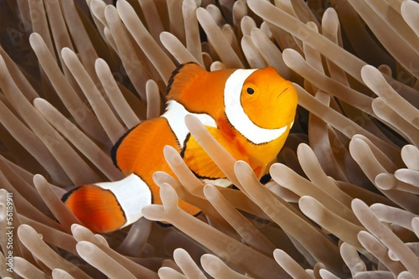 Fototapeta Clownfish