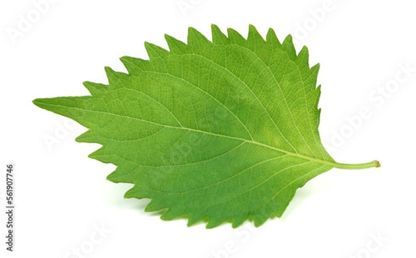 Obraz Ova Leaves / Ajwain Leaf